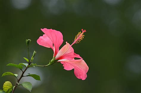 扶桑花